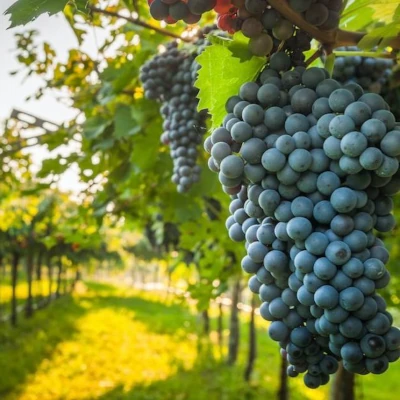 Imagen de Privada Bosques